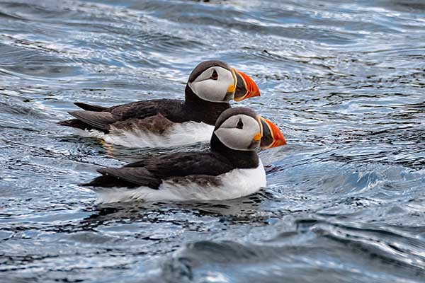 Whale Watching Tours Iceland