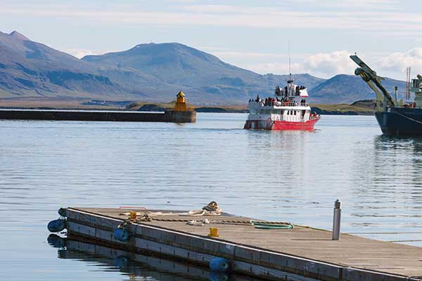 Whale safari Iceland