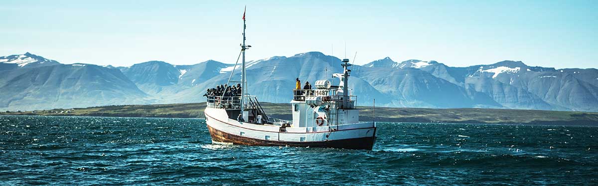 Whale watching tours Iceland Whale watching tours Reykjavik